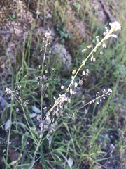 Thysanocarpus radians