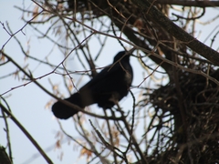 Corvus frugilegus