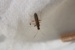 Paromius longulus