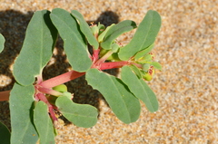 Euphorbia peplis