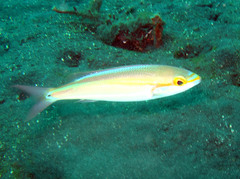 Pentapodus paradiseus