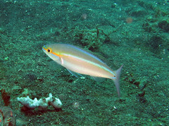 Pentapodus paradiseus