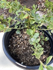 Baccharis pilularis pilularis