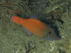 Pervagor aspricaudus