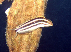 Petroscirtes breviceps