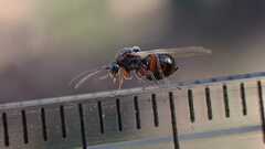Cynipidae