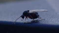 Cynipidae