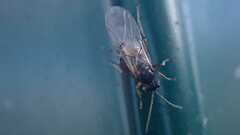 Cynipidae