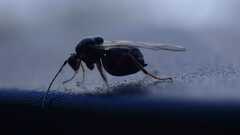 Cynipidae