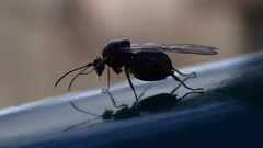 Cynipidae