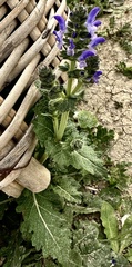 Salvia verbenaca