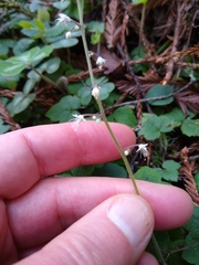 Tiarella trifoliata