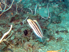 Petroscirtes breviceps