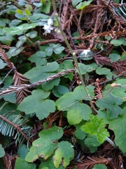 Tiarella trifoliata