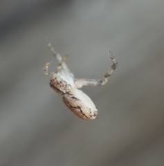 Philodromus marxi