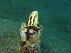 Petroscirtes breviceps