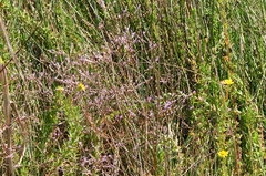 Limonium brevipetiolatum