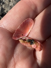 Moerella pulchella