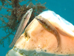 Petroscirtes variabilis