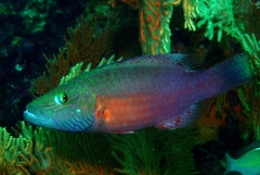 Oxycheilinus digramma