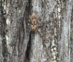 Philodromus marxi