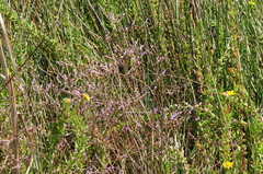 Limonium brevipetiolatum