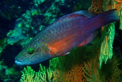 Oxycheilinus digramma