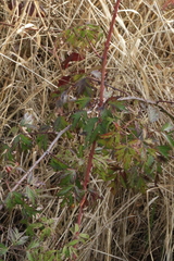 Rubus laciniatus