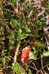 Limonium brevipetiolatum