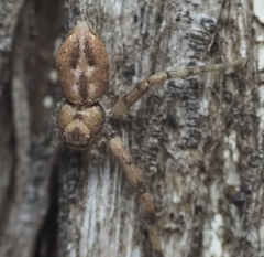 Philodromus marxi
