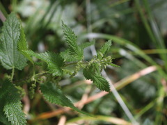 Urtica magellanica