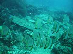Platax boersii