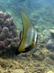 Platax boersii