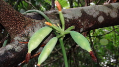 Gurania lobata