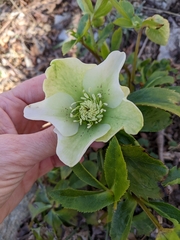 Helleborus viridis