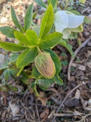 Helleborus viridis