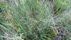 Elegia microcarpa