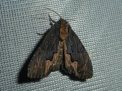 Dypterygia scabriuscula