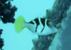 Paraluteres prionurus