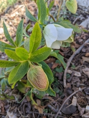 Helleborus viridis