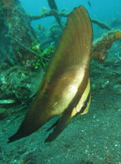Platax orbicularis