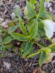 Helleborus viridis