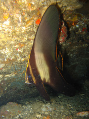 Platax pinnatus