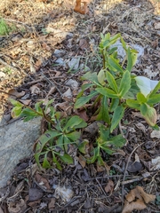 Helleborus viridis