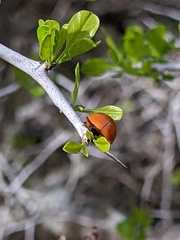 Harmonia axyridis