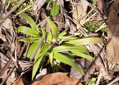 Dichanthelium laxiflorum