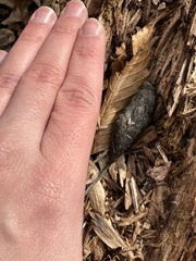 Callosamia promethea