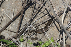 Heremites vittatus