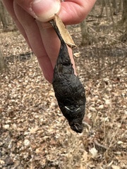 Callosamia promethea