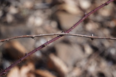 Rubus phoenicolasius